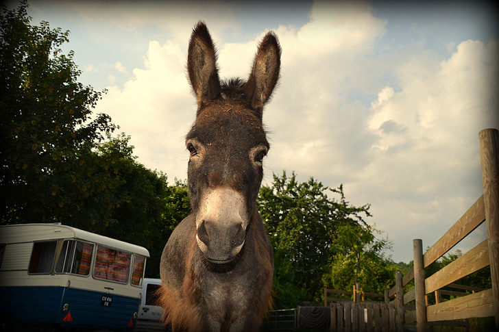 donkey, caravan, amorette, 1966