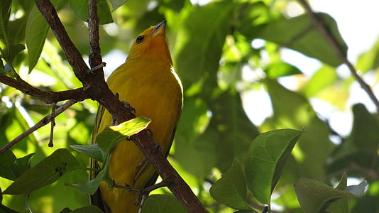 canary, bird, tropical birds, nature, green, animals, animal