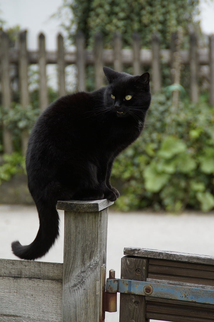 kucing, hitam, kucing hitam, penjaga, takhta, posting, pagar