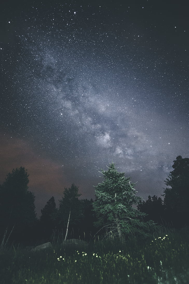 tempo, lapso de, fotografia, céu, à noite, estrela, árvore