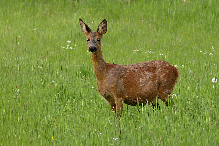 động vật, Roe deer, foraging, hoang dã