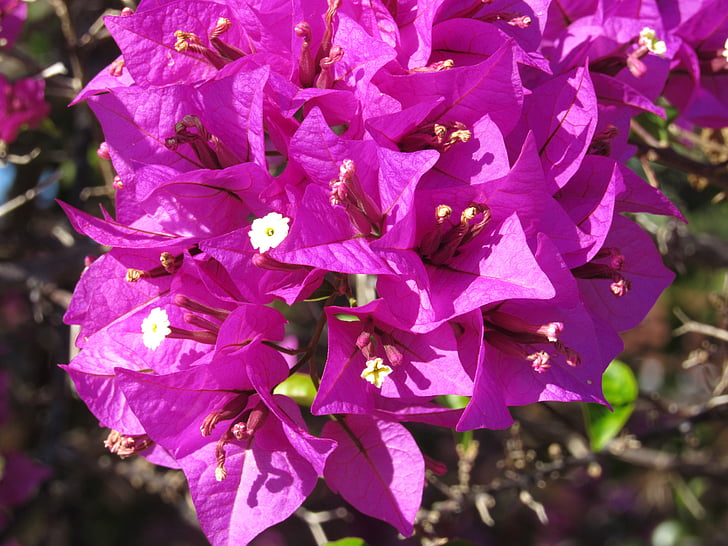 bougainveilla, purple, flowers, nature, leaf, plant, close-up