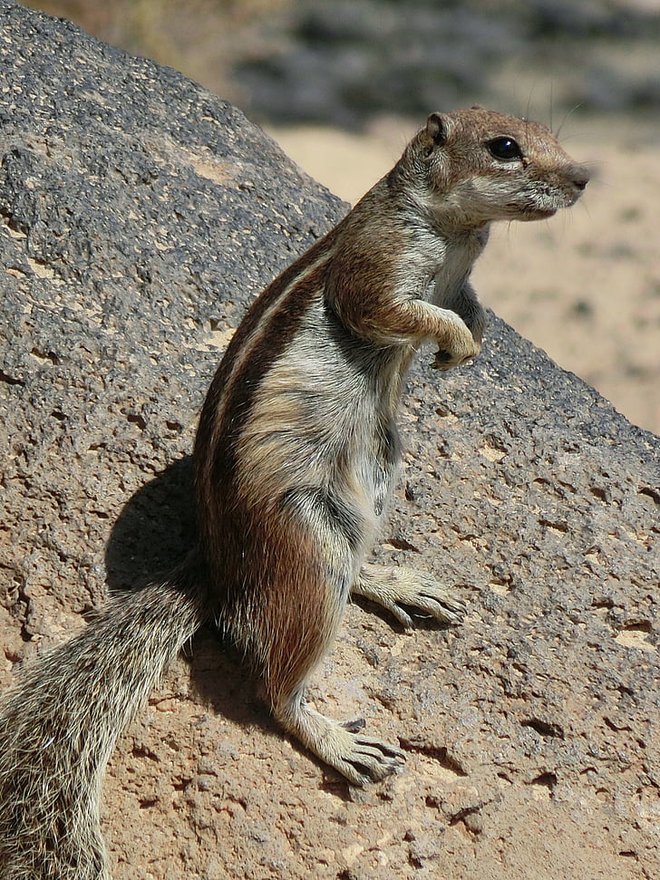 majhna severnoameriška veverica, Fuerteventura, živali, prosto živeče živali, sesalec, narave, živali v naravi