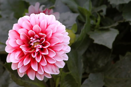 Blossom, Bloom, rood-wit, bloem, Dahlia, Dahlia tuin, roze kleur