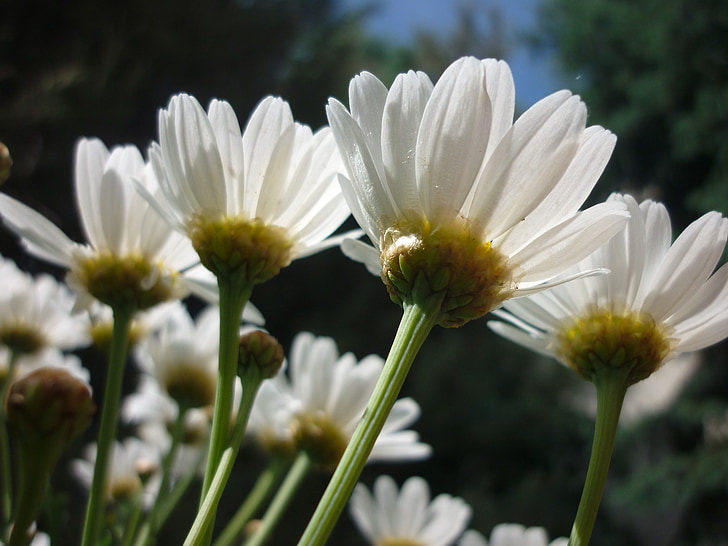 Daisy, vit, blomma, trädgård, naturen