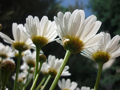 Margarita, Blanco, flor, jardín, naturaleza