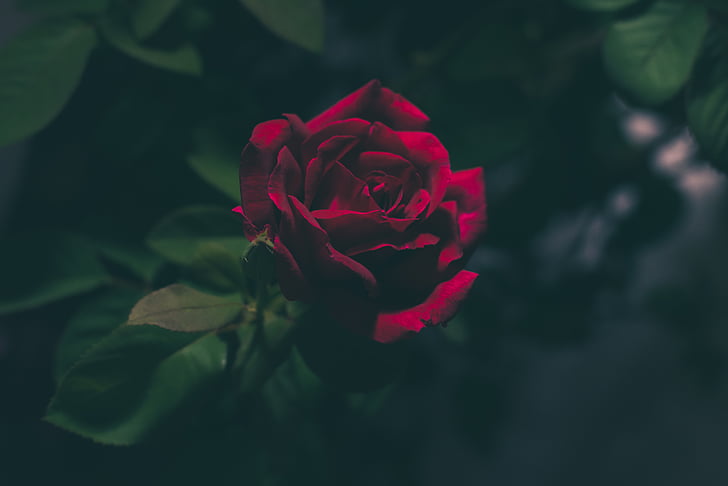 superficial, enfocament, fotografia, Rosa, Rosa, vermell, flor