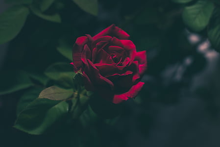 peu profondes, mise au point, photographie, Rose, Rose, rouge, fleur