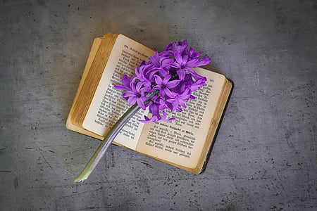 book, old, book pages, font, old book, used, flower