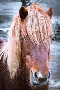 con ngựa, pony, đầu, chân dung, ngựa đầu, Mane, lỗ mũi