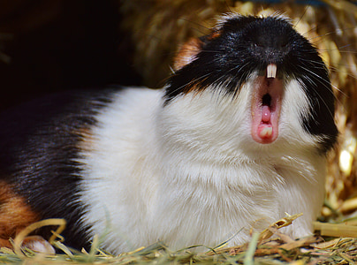 guinea pig, wildpark poing, yawn, tired, cute, nager, young animals