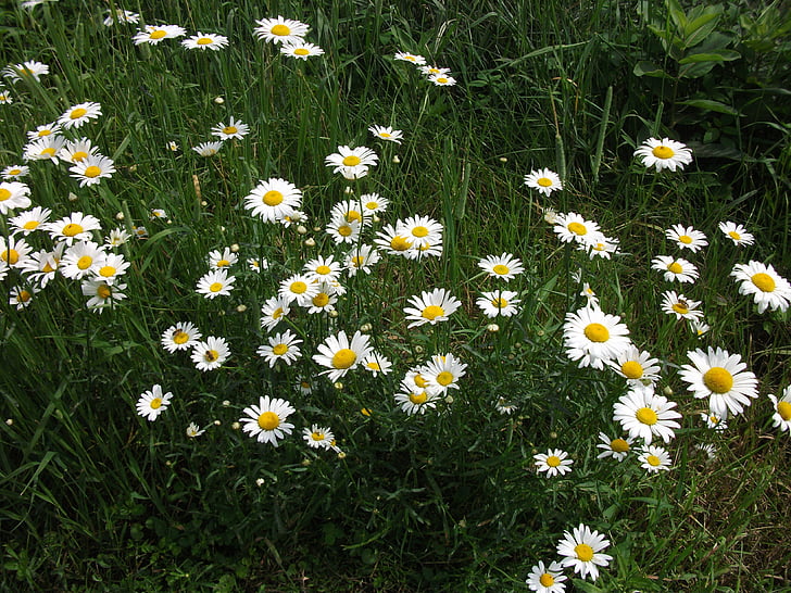 Marguerite, alam, bunga