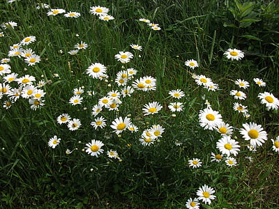 Marguerite, doğa, çiçekler