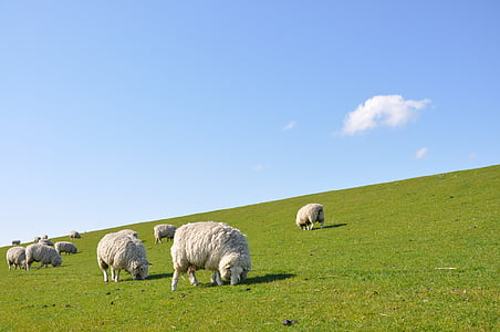 羊, 堤防, nordfriesland, deichschaf, 北海, 牲畜, 放牧