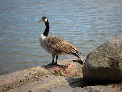 gans, vogel, Branta canadensis, grote vogel, natuur, Canada goose, dier