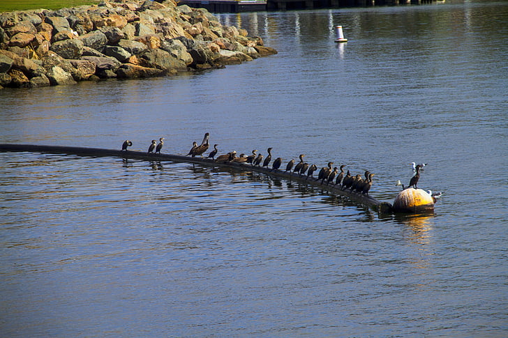 Pelican, havfugle, Ocean, Harbor, natur, havet, vandfugle