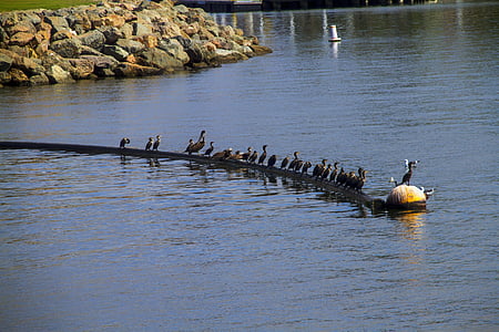 Pelican, aves marinhas, oceano, Porto, natureza, mar, aves aquáticas