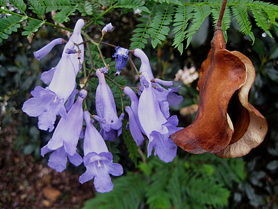 pétalos de, flores, JakarandaHospital, púrpura, trompeta en forma de, seedpod, marrón