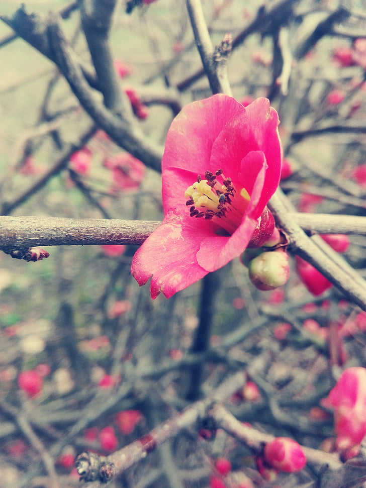 flower, branches, set, nature, red, plant, tree