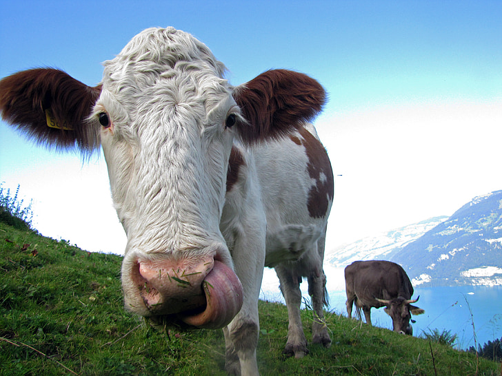cow, farm animals, beef, switzerland, lake, thunersee