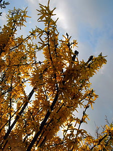 golden shower, branches, plant, spring, sun