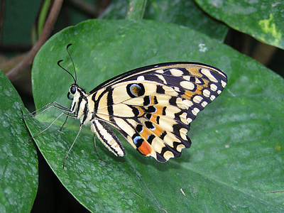 sommerfugl, farverige, insekt, natur, Butterfly - insekt, dyr, animalske wing