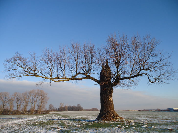 oak, forest, tree, winter, field, nature, snow