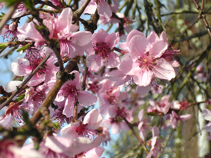 Peach blossom, Blossom, blommor, Rosa, trädgård, naturen, våren