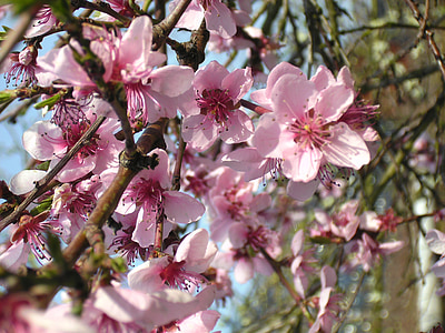 peach blossom, blossom, flowers, pink, garden, nature, spring