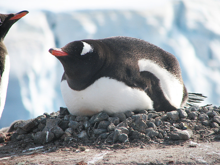 pingouin, NID, en incubation, faune, oiseau, incapables de voler, Sud
