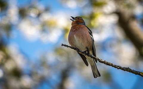 Finch, vták, spevák, pozadie, zobák, Príroda, osamelý