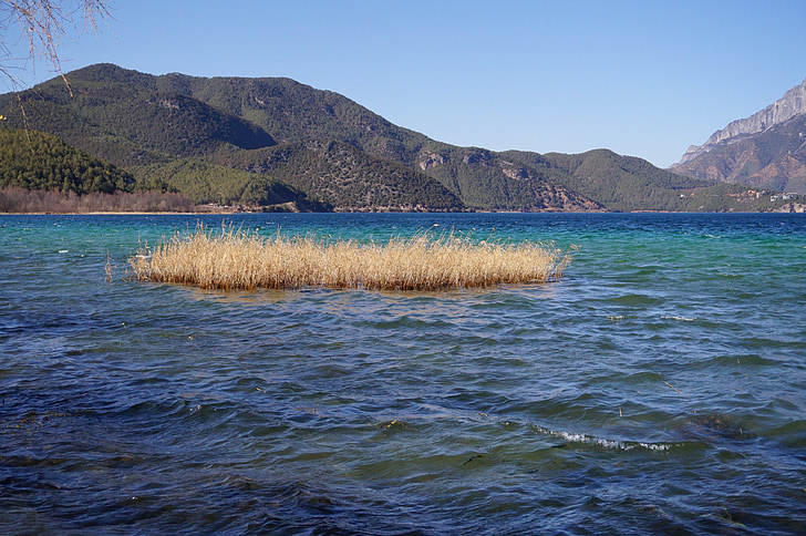 reed, lugu lake, blue, water, landscape