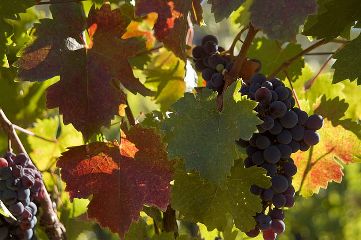 vīnogas, vīns, rudens lapas, vīnogu, vīnogulāju, vīna dārzu, augļi