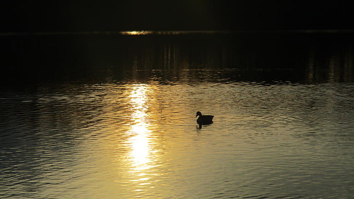 Lago, puesta de sol, paisaje, noche, pato, reflejo de agua, agua