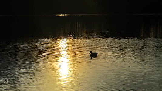 Lake, Sunset, maastik, õhtul, Duck, vee peegeldus, vee