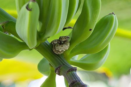 kígyó, vadon élő állatok, Costa Rica, banán, banánfa