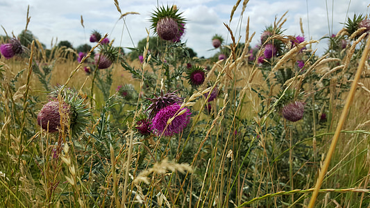 thistle, flowers, purple, spiky fields, grass, summer