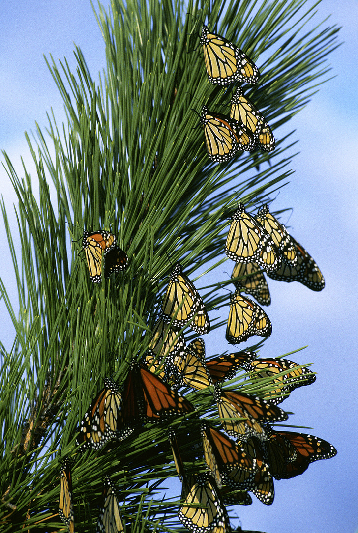 Monarch tauriņi, tauriņš, kukaiņi, ekstremitāšu, filiāle, koks, skaists