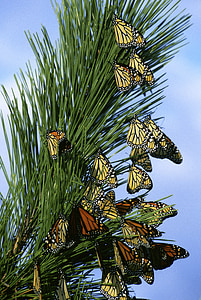 пеперуди Монарх, пеперуда, насекоми, крайник, клон, дърво, Красив