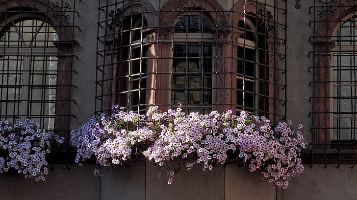 surfinie, window, iron lattice, wrought iron, flowers