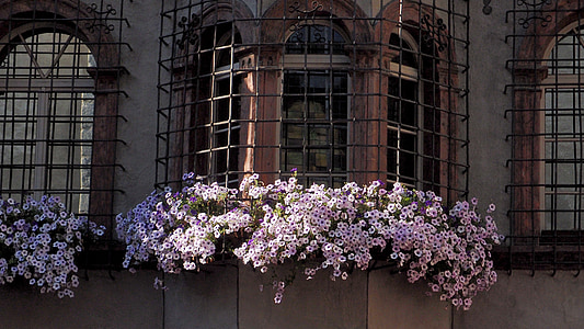 surfinie, window, iron lattice, wrought iron, flowers
