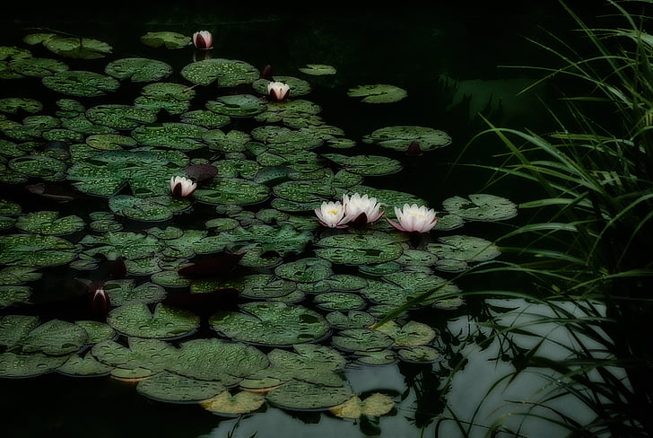 water lily, aquatic plant, nuphar, nature, water