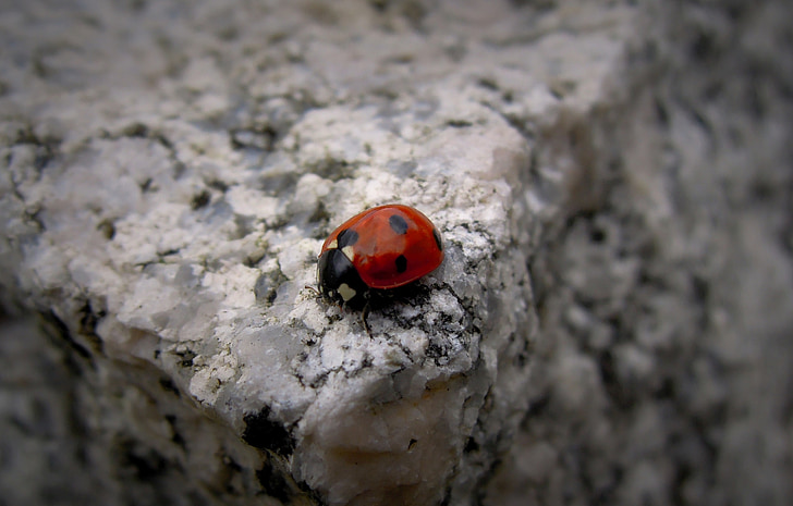 kleine, lieveheersbeestje, Els pirkko, Pistepirkko, rood, steen steen, aan de rand