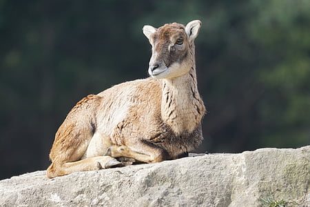 mouflon, female, sheep, european mouflon, ovis musimon gmelini, mammal, animals