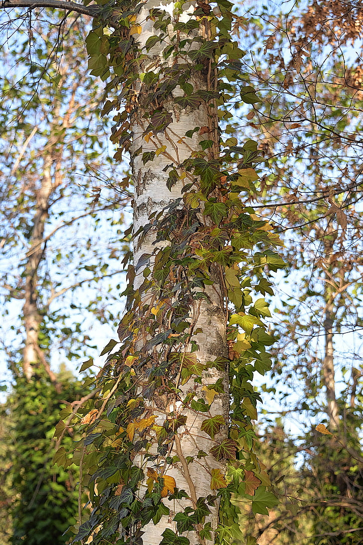 birch, leaves, fouling, autumn, tree, nature, forest