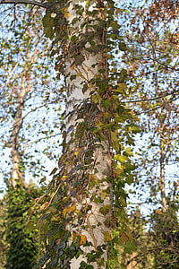 Birch, daun, menjatuhkan, musim gugur, pohon, alam, hutan