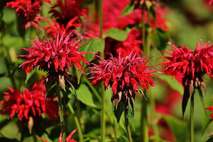 Indian Kopřiva, květ, červená, závod, léto