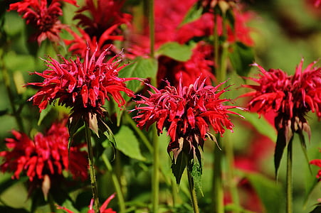 jelatang India, bunga, merah, tanaman, musim panas