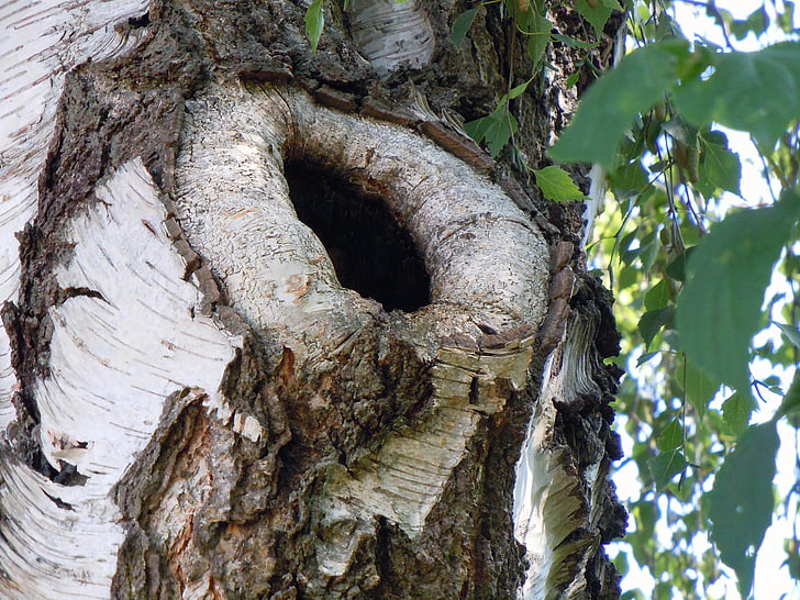 birch, tree hole, nature, tree, forest, bark, tree Trunk