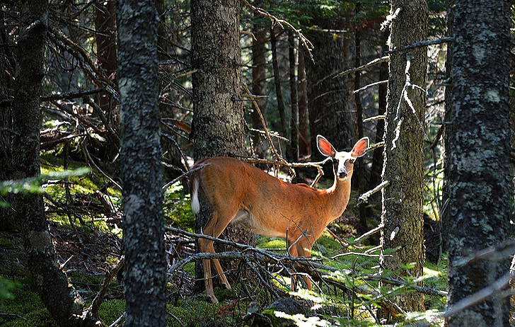 deer, doe, wildlife, nature, standing, looking, forest